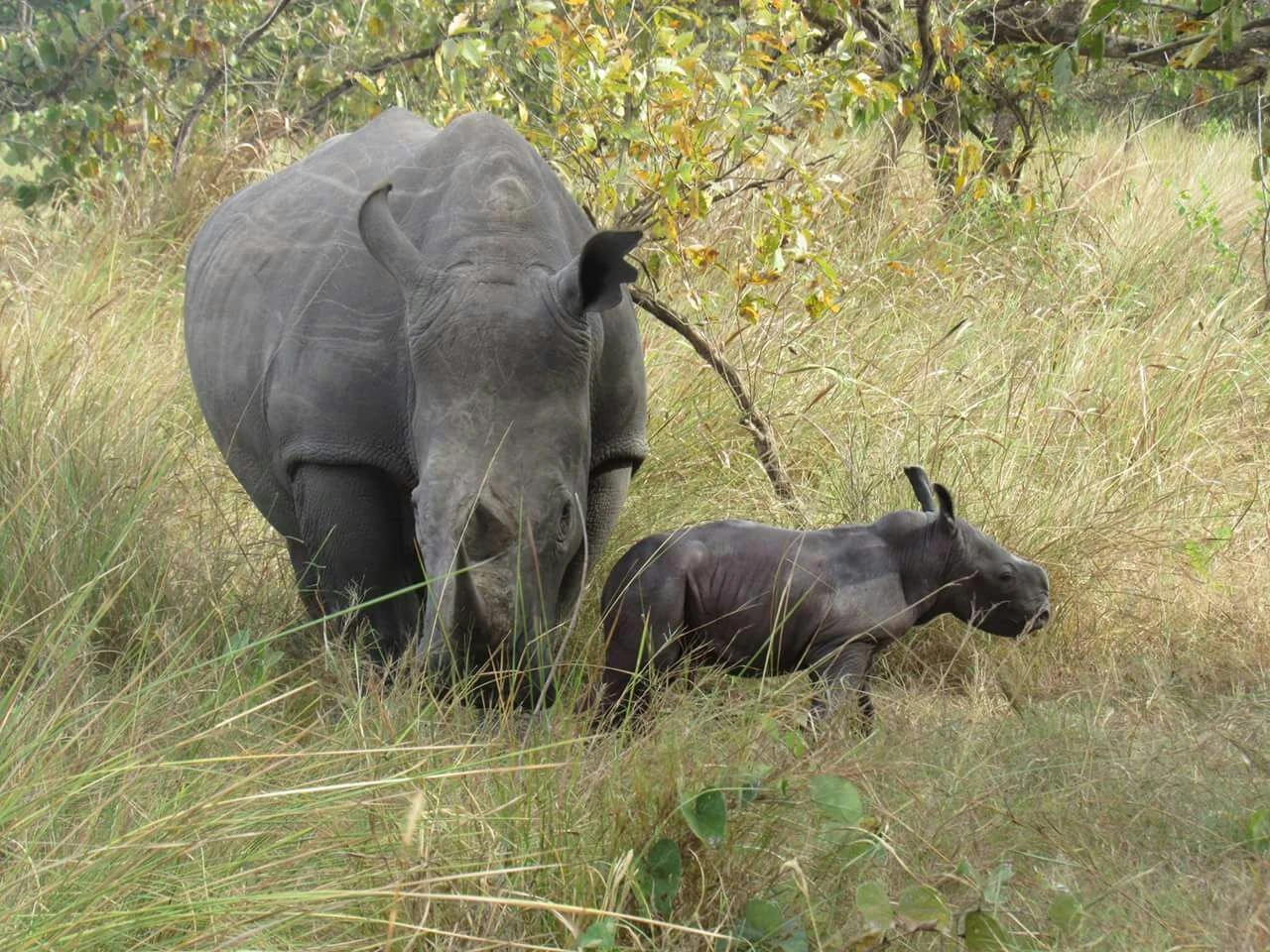 Tanzania _05 Days Classic Tanzania Safari