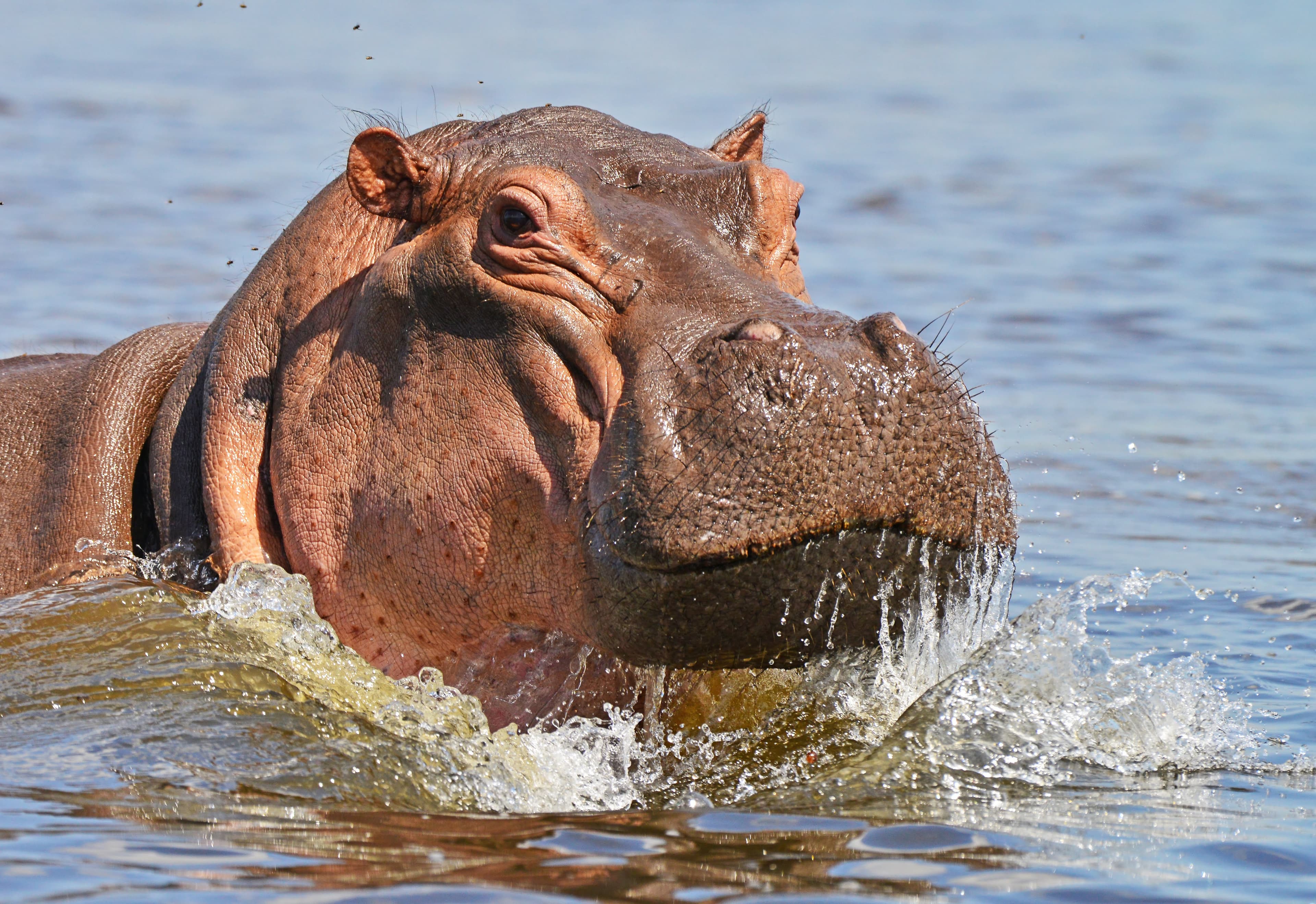 Hippo