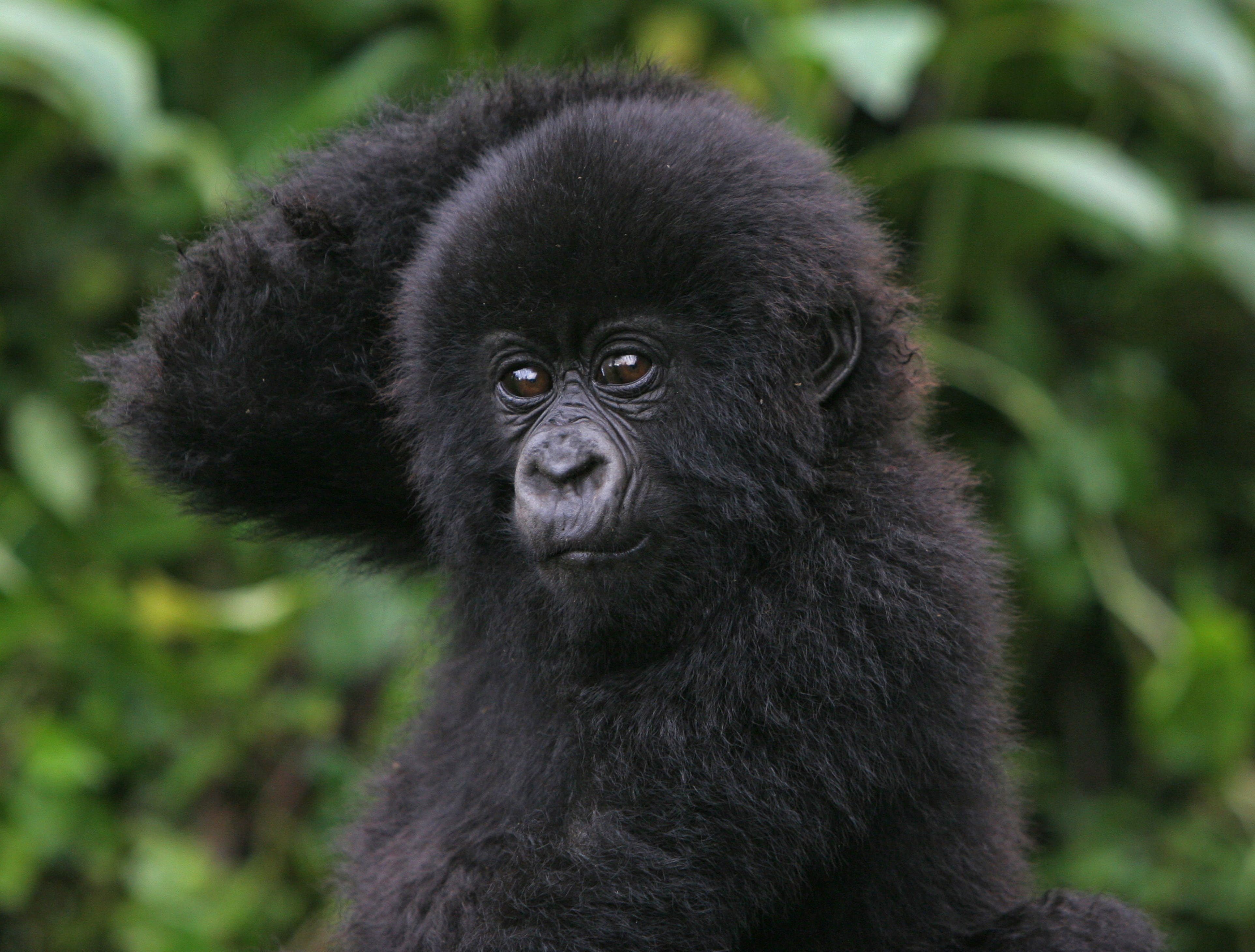 Mountain gorilla in Bwindi
