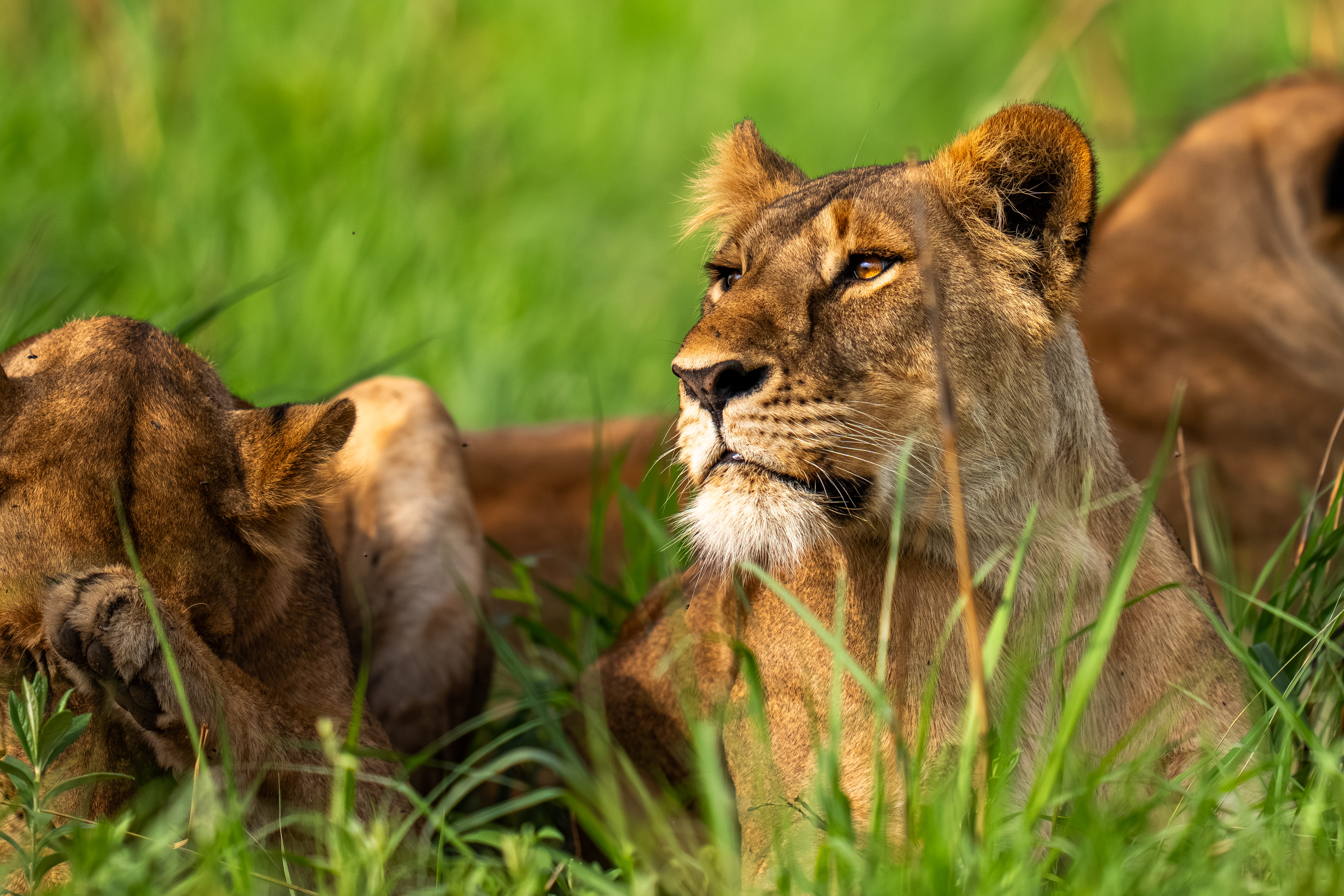 Lioness resting in the savannah