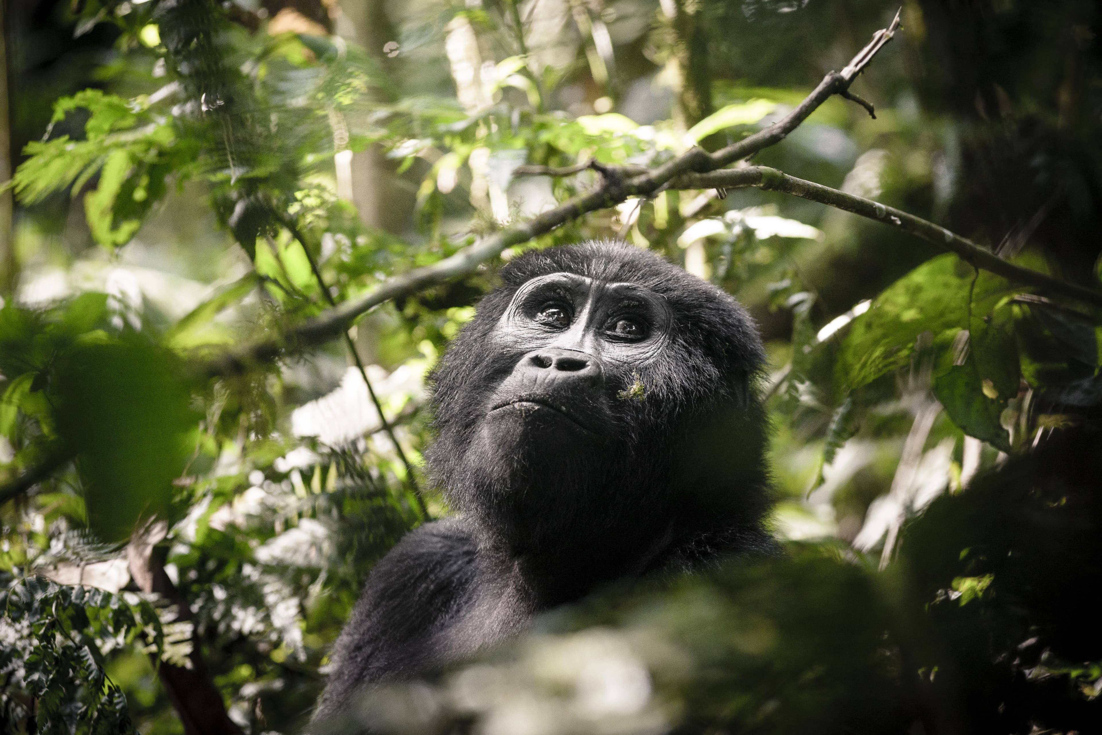 05 Days Primate & Wild Tour Safari Uganda