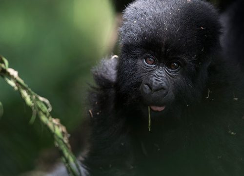05 Days Gorilla Safaris Uganda