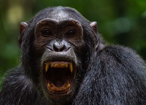 05 Days Gorilla Tour Rwanda