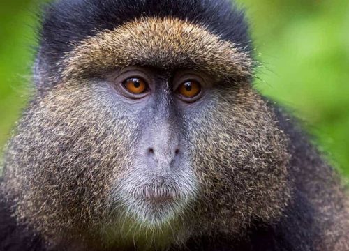 05 Days Gorillas & Golden Monkey Tour- Uganda