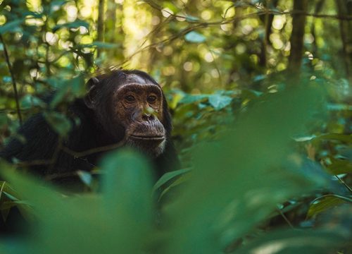 05 Days Primate & Wild Tour Safari Uganda
