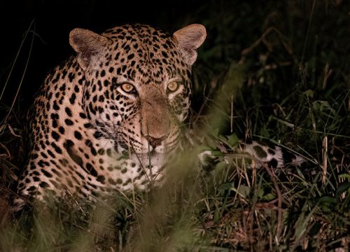 07 Days Into Wild Uganda