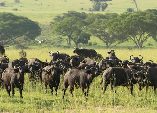 08 Days Primates & Game Safari