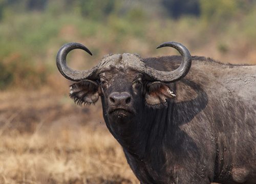 12 Days Road Chaser Tour Uganda