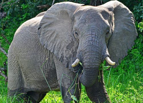 08 Days Safari Magic Uganda