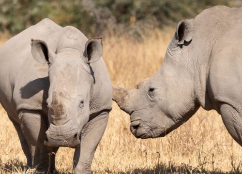 06 Days Explore Special Five-Kenya Safari