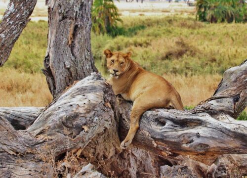 06 Days Wild Safari Tanzania