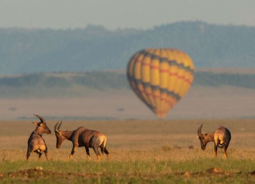 07 Days Explore footprints of the Man Eaters – Kenya Safari