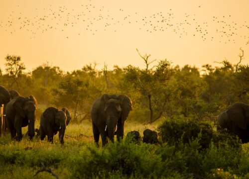 08 Days Kruger Gems