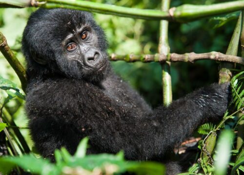 18 Days Best of Kilimanjaro Big 5 & Gorilla Safari Tanzania & Uganda