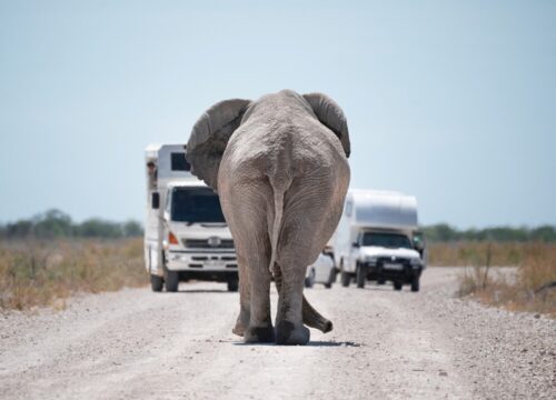 10 Days Classic Namibia Group Safari